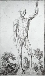 Étude anatomique du système musculaire humain