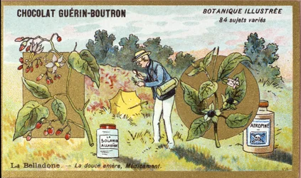 Belladone: la douce amère, médecine. Gravure (chromo). Chromolithographie publicitaire pour les chocolats Guérin-Boutron, fin XIXe siècle. Série botanique illustrée.