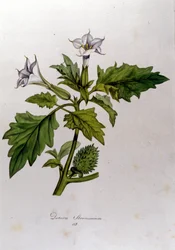 Planche botanique : Datura Stramonium. Gravure dans « Flora Monacensis » par Franz von Paula Schrank (1747-1835), naturaliste allemand, Monaco 1816