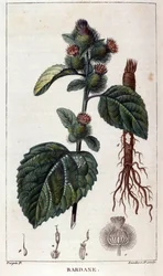 Planche botanique : bardane (arctium). Gravure en couleur du 19e siècle.