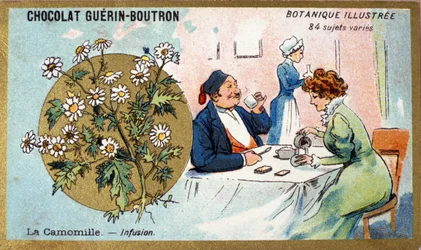Camomille : infusion. Gravure (chromo). Chromolithographie publicitaire pour les chocolats Guerin-Boutron, fin 19ème siècle. Série botanique illustrée