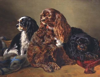 Épagneuls King Charles