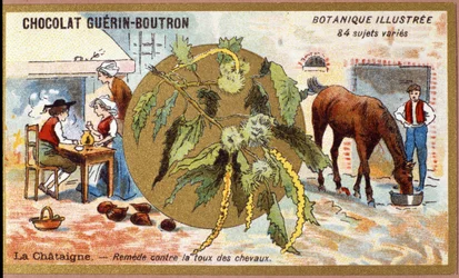 La Châtaigne: remède contre la toux des chevaux. Gravure (chromo). Chromolithographie publicitaire pour les chocolats Guérin-Boutron, fin XIXe siècle. Série botanique illustrée.