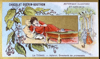 Tilleul : infusion, ornements de promenades. Chromolithographie publicitaire pour les chocolats Guérin-Boutron, fin XIXe siècle. Série botanique illustrée