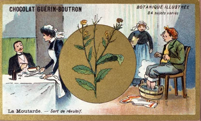 La moutarde sert de révulsif. Gravure (chromo). Chromolithographie publicitaire pour les chocolats Guerin-Boutron, fin du 19ème siècle. Série botanique illustrée