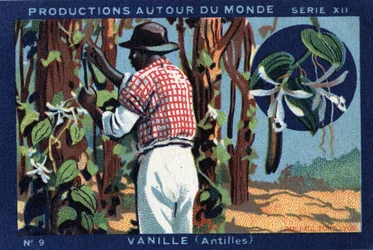 Productions autour du monde : Vanille aux Antilles. Chromolithographie de 1933 dans « Joseph-Milliat Album »