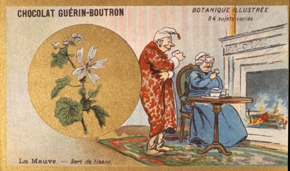 La violette est une tisane. Gravure (chromo). Chromolithographie publicitaire pour les chocolats Guerin-Boutron, fin 19ème siècle. Série botanique illustrée