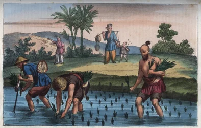 Plantation de riz, Chine (le riz) - gravure tirée de « Usi e Costumi di Tutti i Popoli dell