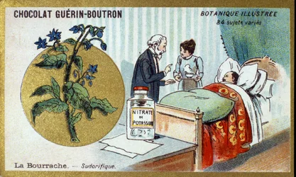 La bourrache, diaphorétique. Chromolithographie publicitaire pour les chocolats Guérin-Boutron, fin XIXe siècle. Série botanique illustrée
