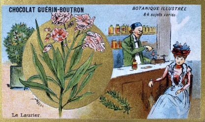 Le laurier. Gravure (chromo). Chromolithographie publicitaire pour les chocolats Guerin-Boutron, fin 19ème siècle. Série botanique illustrée