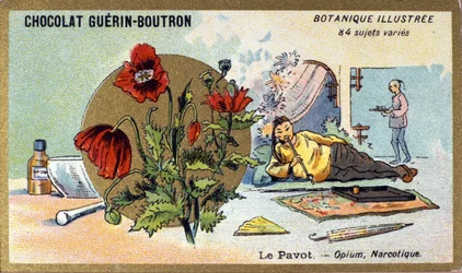 Le pavot : opium, narcotique. Gravure (chromo). Chromolithographie publicitaire pour les chocolats Guerin-Boutron, fin du 19ème siècle. Série botanique illustrée