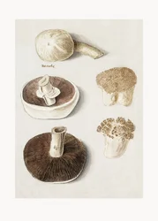 Agaric des champs, Agaricus campestris, debout