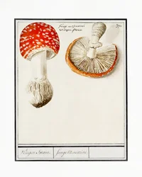 Amanite tue-mouche, Amanita muscaria