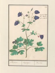Aquilegia (Akelei / Akeleijen / Aquilegia / Aucolied)