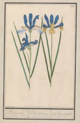 Iris bleu (Iris sibirica)