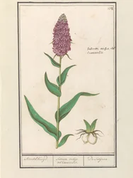 Orchis large (Dactylorhiza majalis)