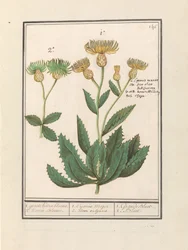 Centaurée (Centaurea)