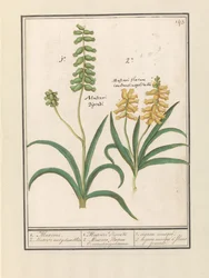 Muscari