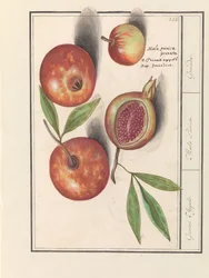 Grenade (Punica granatum)
