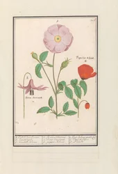 Hondstand (Erythronium), rose sauvage (Rosa) et un coquelicot (Papaver)