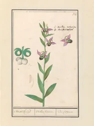 Orchidée bourdon rieur (Ophrys bombyliflora) et anémones (Anemone)