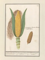 Maïs (Zea mays)