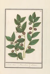 Olive (Olea europaea) Laurier (Bacca Laurus)