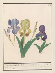 Iris violet (Iris germanica)