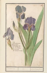 Iris pourpre (Iris germanica)