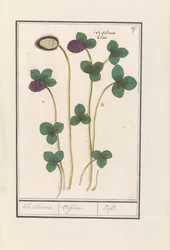 Trèfle rouge (Trifolium pratense)