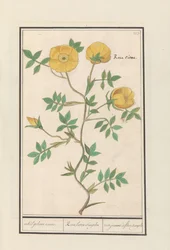 Rose (Rosa)