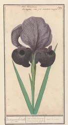 Iris susiana (Iris susiana)