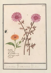Fleur rose (inconnue) et souci (Calendula officinalis)
