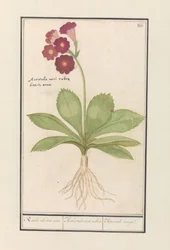 Sleutelbloem (Primula) / Roode Beeren oore. / Auricula ursi rubra. / Auricule rouge