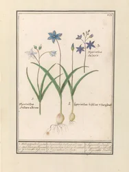 Sterhyacint (Scilla) 1. Witte gesternde hijacint. 2. Twee blaerigen hijacint. 3. gesternden hijacint. / 1. hijacinthus Stellaris albicans 2. hijacinthus bifolius theophrasti 3. hyacinthus Stellaris. / 1. hijacinthe Étoilée 2. hyacinthe à 2 feuilles 3 hijac