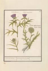 Chardon (Carduus) et Artichaut (Cynara cardunculus)