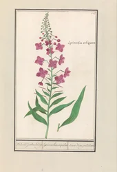 Wilgenroosje (Chamerion angustifolium)