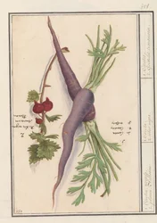 Wortel (Daucus carota) et groseille rouge (Ribes rubrum)