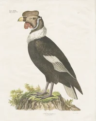 Condor des Andes (lithographie coloriée à la main)