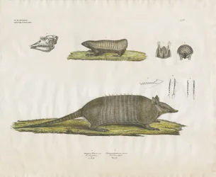 Tatous avec crâne et structures dentaires (lithographie coloriée à la main)