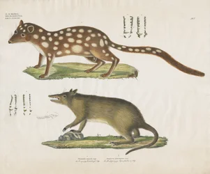 Marsupiaux australiens avec détails anatomiques (lithographie coloriée à la main)