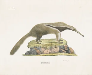 Tamanoir géant sur un terrain rocheux (lithographie coloriée à la main)