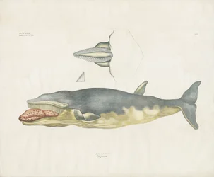Baleine franche du Groenland avec détails anatomiques (lithographie coloriée à la main)