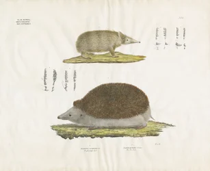 Hérisson et Tenrec avec détails anatomiques (lithographie coloriée à la main)
