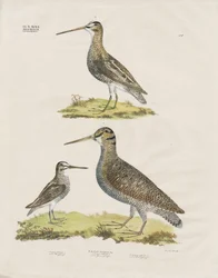 Espèces de bécassines (lithographie coloriée à la main)