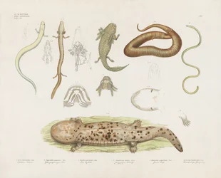 Divers amphibiens et études anatomiques (lithographie coloriée à la main)