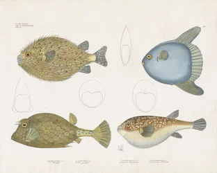 Diverses espèces de poissons-globes et leurs caractéristiques anatomiques (lithographie coloriée à la main)