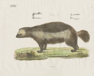 Carcajou avec détails dentaires (lithographie coloriée à la main)