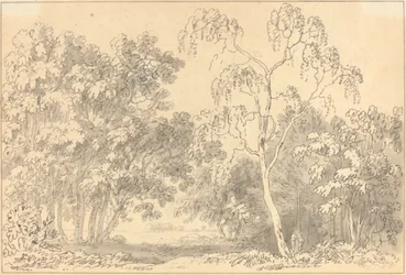 Paysage Boisé