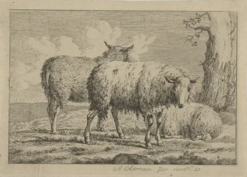 Trois moutons près d